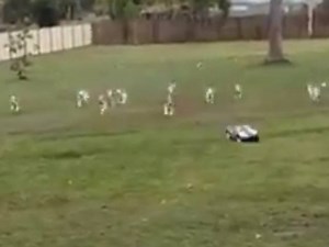 Une voiture télécommandée pour entraîner des chiens de chasse (vidéo)