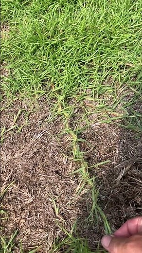 Centipede and Warm Season Grass Recovery Tip. #lawncare #lawncareservice #landscape