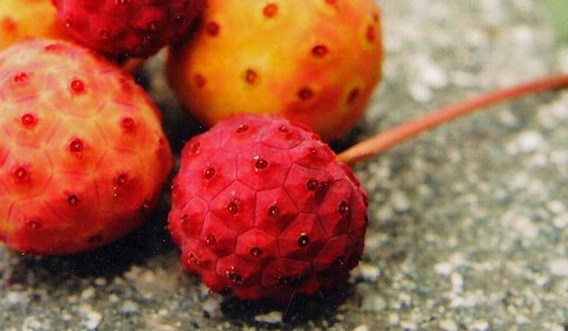 Dogwood Fruit: Top 10 Health Benefits (Kousa Berries) - urbol.com