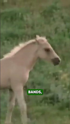 The Untold Story Of Cloud| The White Stallion Who Fought For His Family And Freedom
