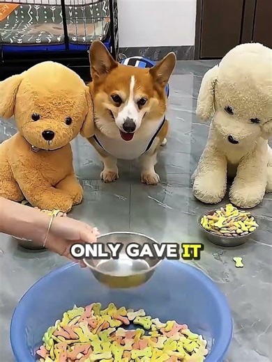 He Gave The Dog LESS Food And Instantly REGRETTED It!😳🤣