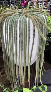 MISTLETOE CACTUS 🌵 Rare Cactus #rarecactus #mistletoecactus #plants #reels | Lhyne Mane Vlogs