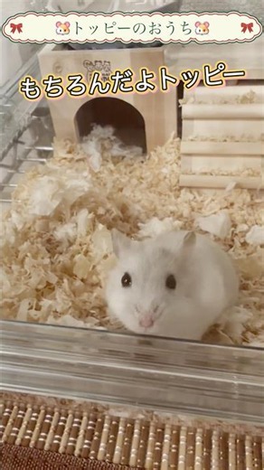 トッピーが新しいおうちを探検した✨ #動物 #ハムスター #日常 #vlog #shorts