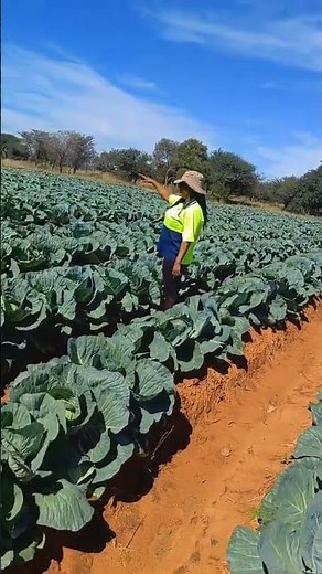 How to Grow Cabbage from Seed to Harvest 🥬