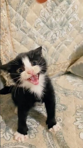 Top 5 funniest angry cat moments 🐈