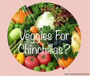 Fruits and Vegetables For Chinchillas - Pet Food Guide