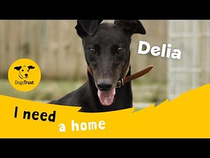 Delia the loving Greyhound | Dogs Trust Evesham