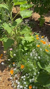 Building a home for insects is one of the main reasons my garden has such few pests. #pollinator #flowers #gardenlife #garden #gardening #flowers #gardeninspiration #nature #gardendesign #gardenlove #plants #gardens #mygarden #gardener #gardensofinstagram #growyourownfood #growyourown #flower #instagarden #naturephotography #plantsofinstagram #homegrown #flowersofinstagram #organicgardening #dg #vegetablegarden #greenthumb #flowerstagram #gardenersofinstagram #green #tr #organic | Weird and Wond