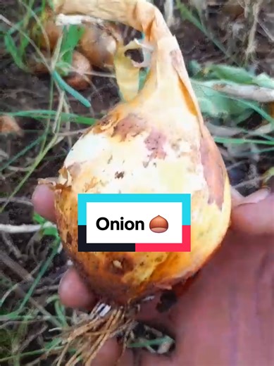 Onion Harvesting Tips: When to Cut Your Crop