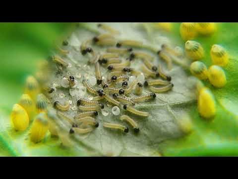 LifeCycle of the Large Cabbage White Butterfly