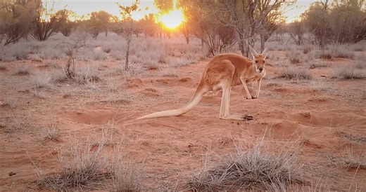Tree kangaroos live in trees for a reason - their bodies evolved differently