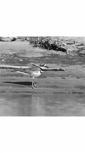 killdeer are stars from old-timey movies #birds #beach