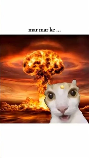 wold war cat video #viralvideo #trandingshorts #funny