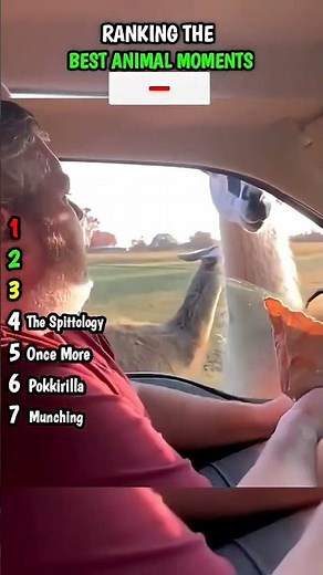 TRUST ME YOU NEEED THIS| SUBSCRIBE FOR MORE| #funny#animalmoments