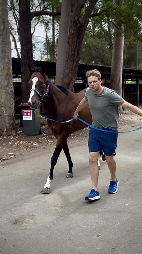 When you spot your boss on the tools… 🙄 OVERPASS gets the VIP swim treatment this arvo from yours truly before he heads to Perth tomorrow ✈️ #BjornBaker #Overpass #HorseRacing #BossMode #OnTheTools #RacehorseTraining @Perth Racing