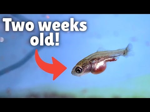 How to raise baby goldfish