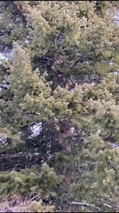 Watch this mountain lion jump! | Huntworth