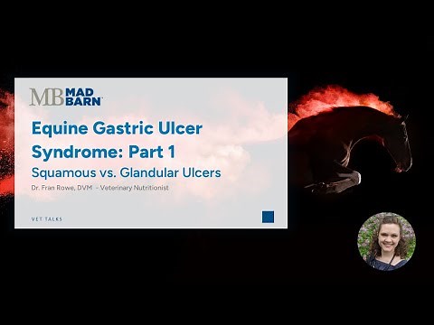 Part 1 - Equine Gastric Ulcer Syndrome: Squamous vs. Glandular Ulcers - Mad Barn - Vet Talk