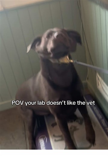 Convincing My Labrador to Enter the Vet's Office