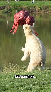 69K views · 668 reactions | Expectation… Vs Reality 臘‍♀️ Our Carnivore team worked really hard to create the #PolarBears some #Valentines enrichment… here’s what Indy thought of it 﫣 | Yorkshire Wildlife Park | Facebook