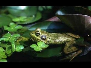 Rana clamitans - green frogs