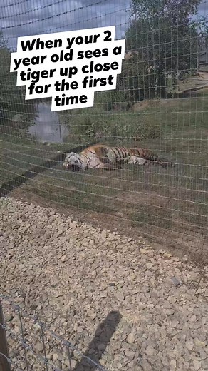 2.5M views · 21K reactions | OMG when our two year old daughter sees a tiger for the first time up close #tiger #lincolnshirewildlifepark #familydayout #thingstodowithtoddlers #ThingsToDoWithKids #funnykid | Swally Walton Family | Facebook