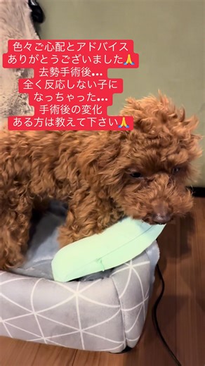 去勢手術後の犬の変化について