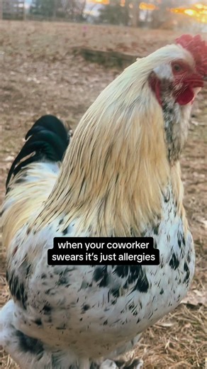 y’all ain’t cluckin fooling anyone😒🤪🤧 #chickens #rooster #funnyanimals #chickensofinstagram #backyardchickens #chickenhappyhour | Chicken Happy Hour