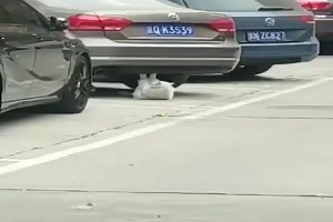 witziges Video 'Fitness - Cat' - tausende Videos auf FUNPOT