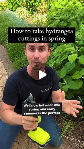 Michael Griffiths on Instagram: "How to take softwood hydrangea cuttings in spring and early summer. We want something that is straught with string growth and doesnt have a flower or a bud attached. Remove all the leaves except for the top set and place into a 50/50 mix of compost and grit. #hydrangeas #hydrangea #gardening #gardeningtips #gardeninghacks"