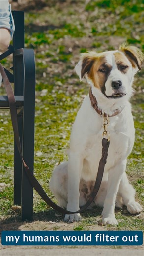 Shows can be so much better without the bad stuff... 𝐕𝐢𝐝𝐀𝐧𝐠𝐞𝐥 😇 allows you to skip whatever you want! ❌ Bad Language ❌ Nudity ❌ Violence/Gore ❌ Alcohol Drugs Watch some of the most popular movies and tv series without the stuff that you don't like. Try it out at www.vidangel.com 👇 | VidAngel