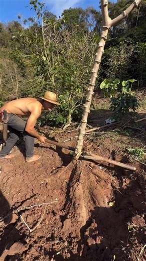 439 reactions | Harvesting cassava... | Rowem Tigtig | Facebook