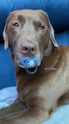 His face at the end 😂😂 #dogsoftiktok