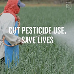 23K views · 388 reactions | A recent United Nations report details the harms pesticides wreak in terms of human lives and environmental degradation, as well as the ways pesticide manufacturers try to cover up the dangers. But there’s good news, too. Research shows we can feed nine billion people—likely more than the world’s peak population—with far fewer pesticides than we use today. Take action: https://on.nrdc.org/2LNgkAY | NRDC | Facebook