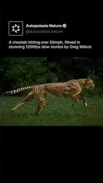 A cheetah hitting over 60mph, filmed in stunning 1200fps slow motion by Greg Wilson