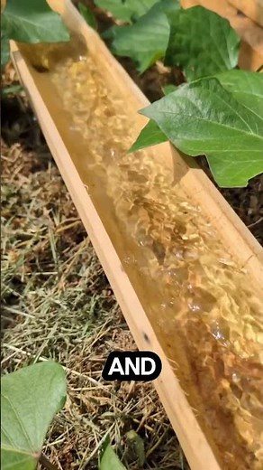 💧 DIY Wooden Gutter Watering System – Natural and Simple! #diy #gardening #garden #watering