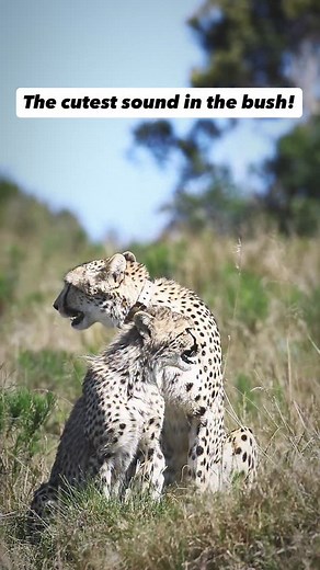 🐆The cutest sound that you’ll ever hear! (Sound on) Have you ever heard a cheetah chirp? ✨ It’s one of the most adorable sounds in the African wilderness, and it’s also a fascinating way these incredible cats communicate. In this reel, you can see a cheetah cub sitting quietly with its mother. That tiny, high-pitched call you hear is called a contact call — or chirp. Unlike lions or leopards (Panthera leo or Panthera pardus), which roar or growl to communicate over long distances, cheetahs (Aci