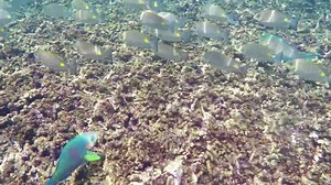 Phoque de poisson tropical Siganus rivulatus sous l'eau dans le golfe de Saim