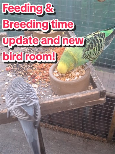 Exciting Update: Breeding Season in the New Bird Room!