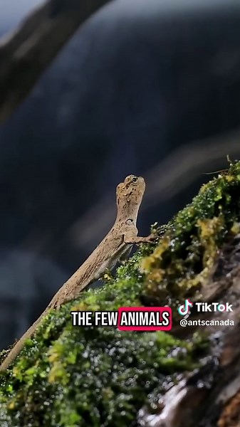 Discover the Ant-Eating Flying Dragon Lizard