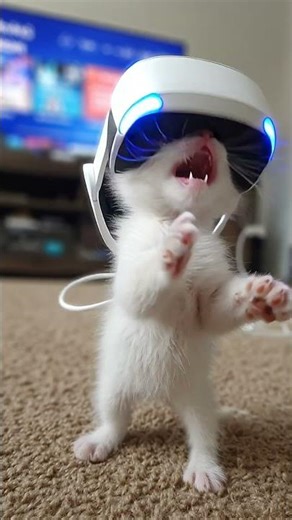 Kitten with VR Headset 🕶️🐱 | Virtual Reality Fun