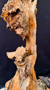 Gốc lũa táu | Hoa lan toàn trần