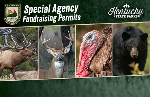 🌿🎯 𝐍𝐞𝐰 𝐰𝐚𝐲 𝐭𝐨 𝐬𝐮𝐩𝐩𝐨𝐫𝐭 𝐰𝐢𝐥𝐝𝐥𝐢𝐟𝐞 𝐜𝐨𝐧𝐬𝐞𝐫𝐯𝐚𝐭𝐢𝐨𝐧 – 𝐚𝐧𝐝 𝐢𝐭 𝐜𝐨𝐮𝐥𝐝 𝐫𝐞𝐰𝐚𝐫𝐝 𝐲𝐨𝐮! Hunters now have the chance to win exclusive fundraising permit packages that support conservation AND offer incredible hunting opportunities. 🏔️ What’s included? -Elk Hunt Sweepstakes Permit – one elk of either sex -Premium Combo Big Game Permit – one elk of either sex bonus deer, bear & spring turkey permits -Standard Combo Big Game Permit – bonus deer, bear & spring 