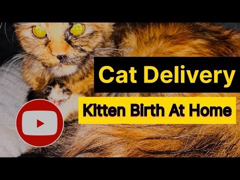 Cat Giving Birth to 3 Kittens For The First Time | Cat Delivery | Kitten Birth At Home |Rare Video