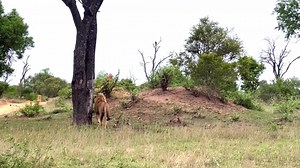 #动物世界 #animals #動物の世界 #上热门 @TikTok