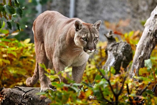 The U.S States That Are Home to Mountain Lions