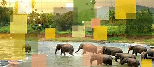 30 Breakthroughs: Ecology & Conservation