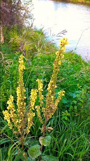 Die Königskerze - Heilpflanze des Jahres 1999