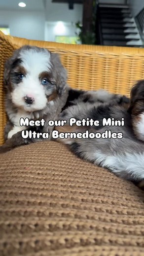 Meet our smallest Ultra Bernedoodles. These little ones are a higher percentage Bernese, giving them that classic look and gentle temperament, while staying in a smaller, easy-to-love size. They’re also low to non-shedding, making this combination incredibly rare and special. • • • #petiteminibernedoodle #ultrabernedoodle #bernedoodle #bernedoodlesofinstagram #bernedoodlepuppies #bernedoodlelove #bernedoodlelife #rarebernedoodle #highbernesepercentage #lowershedding #nonsheddingdogs #minibernedo