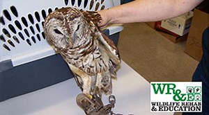 Richmond family finds emaciated owl caught in steel-jaw leghold trap